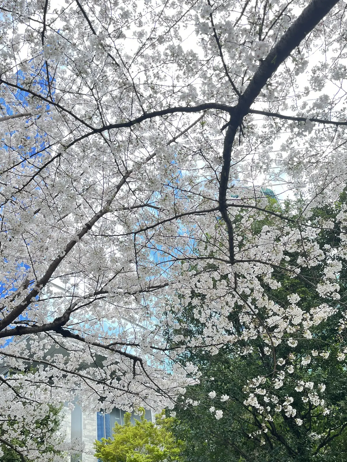 目白の後のお出かけシリーズ、今月は〝六本の画像_14