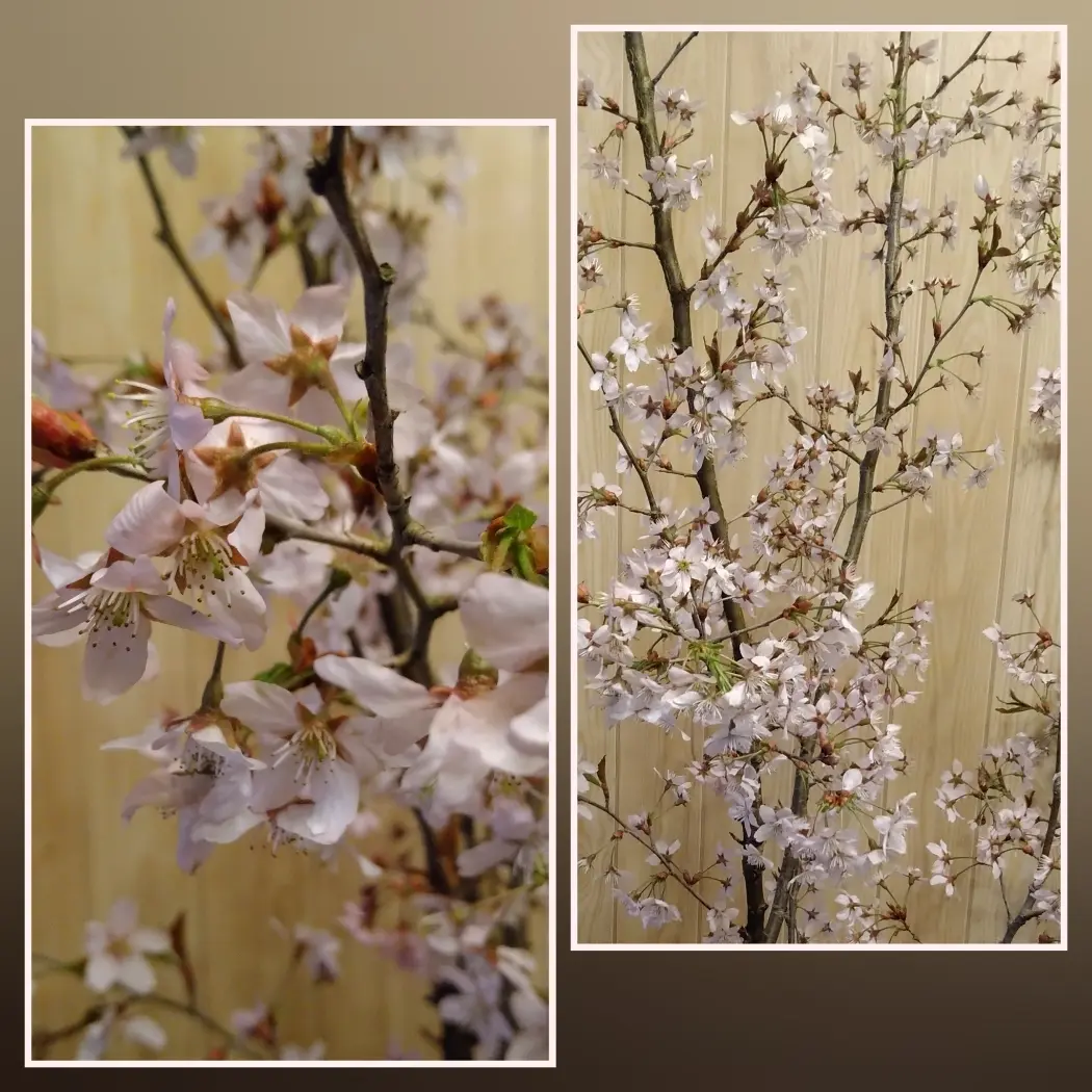 遅ればせながら、北国の桜が満開です。の画像_4