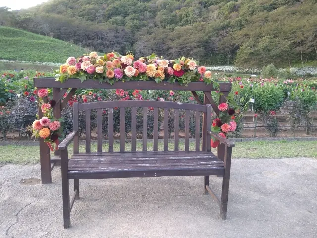 ダリアのベンチ