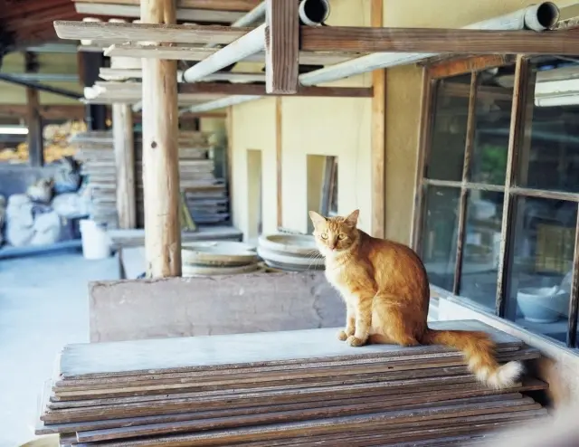 ライオンのようなたてがみにふかふかのしっぽをもつこゆき