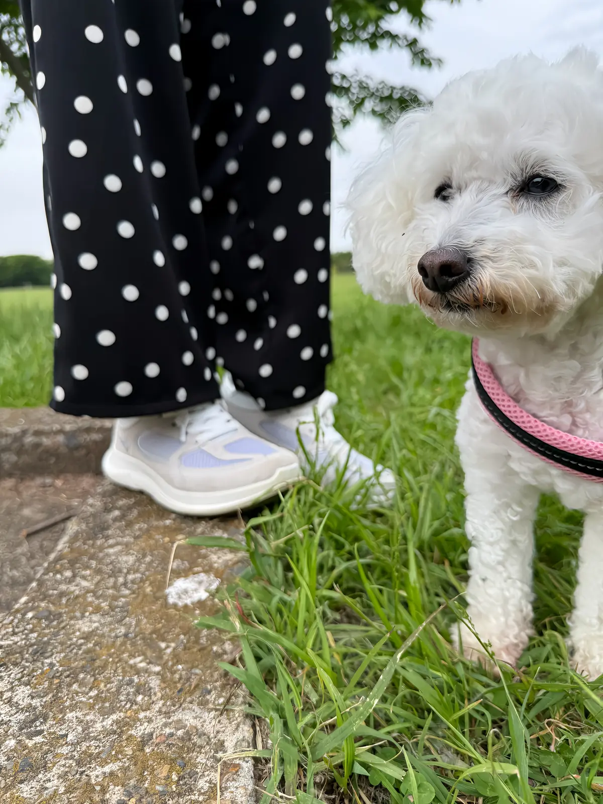 白いトイプードル、ライトグレーのスニーカー、ドット柄パンツ
