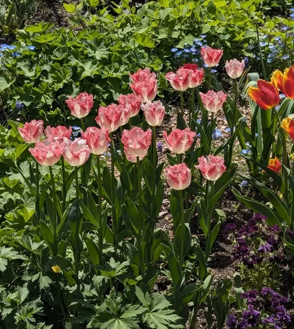 さっぽろライラックまつりの画像_6