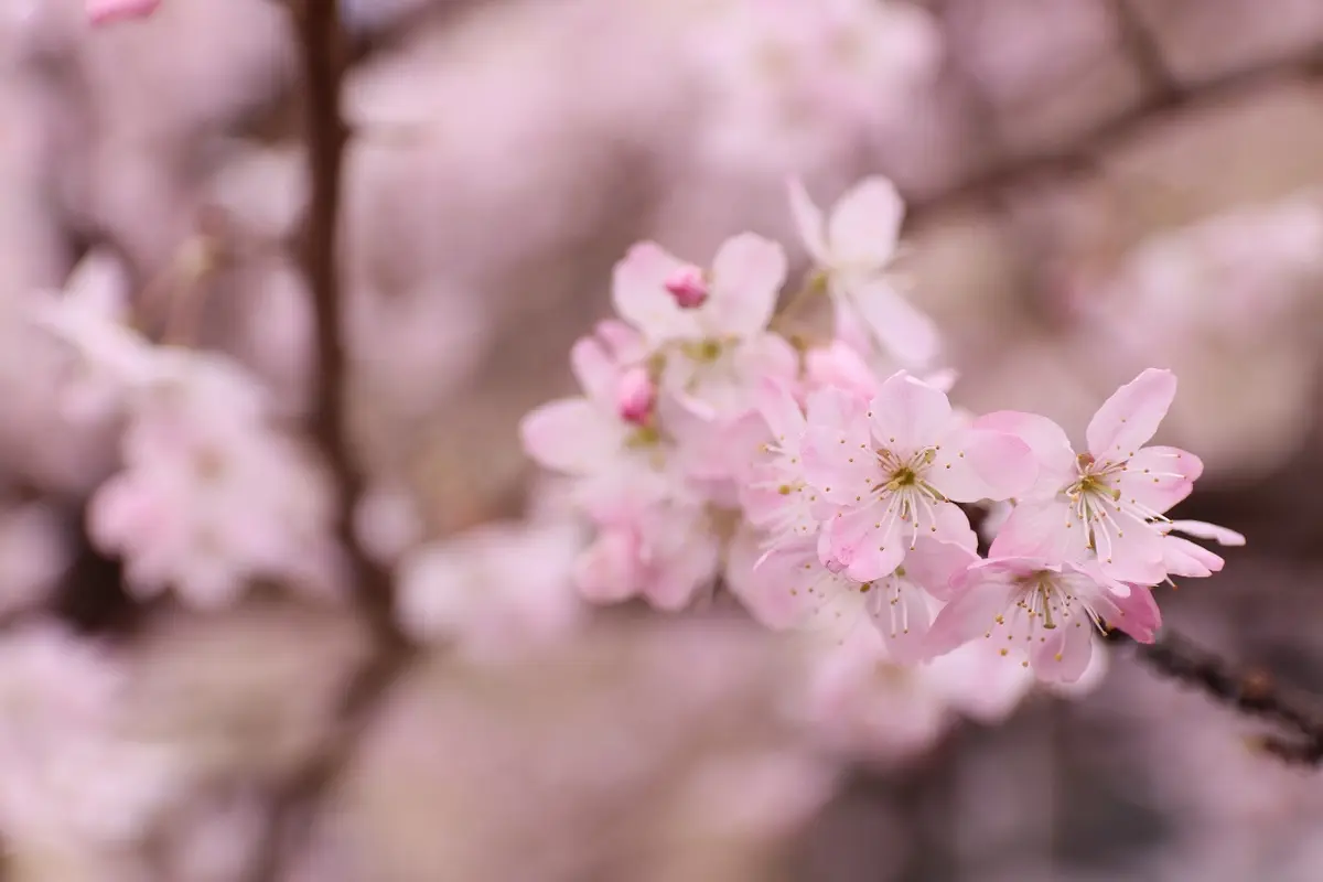 【京都・桜の開花情報 2024年】 元成徳中校舎・成徳学舎の“春めき桜”
