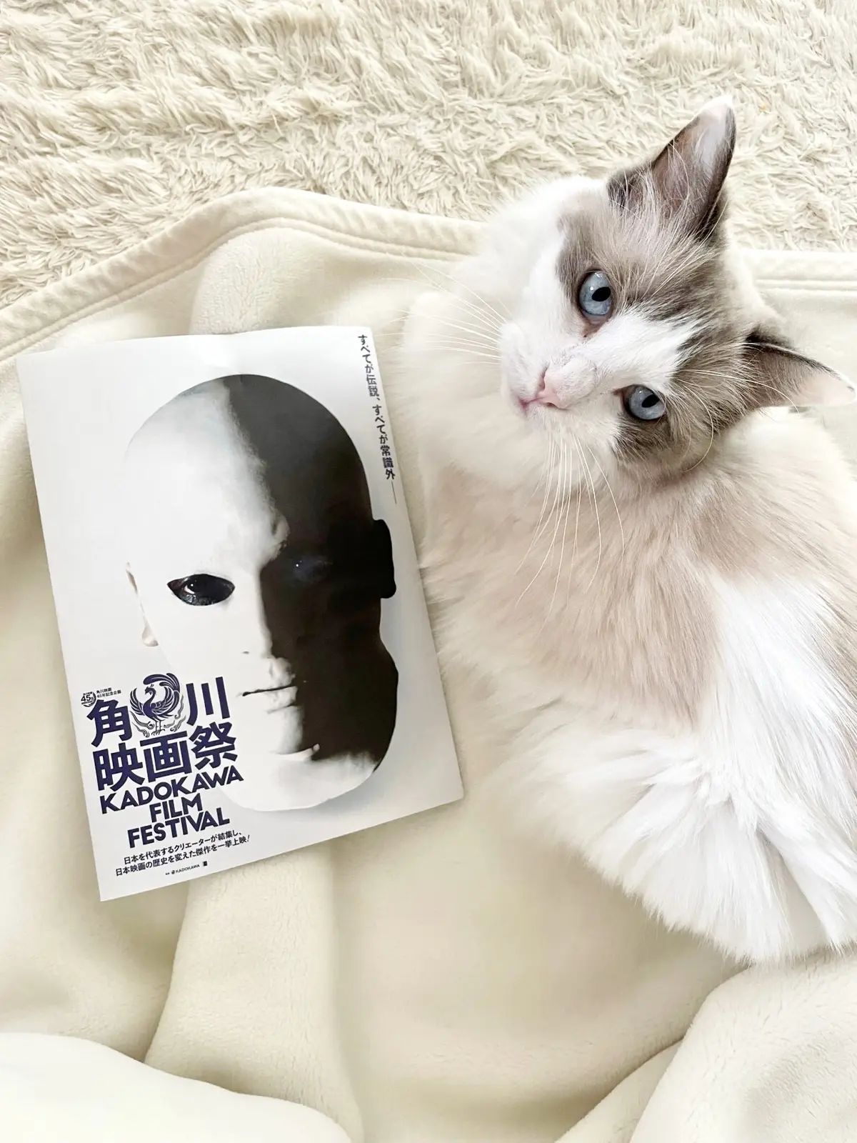 角川映画祭チラシと上の子