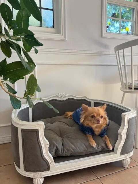 ワンちゃんとくつろげる北欧風カフェへの画像_7