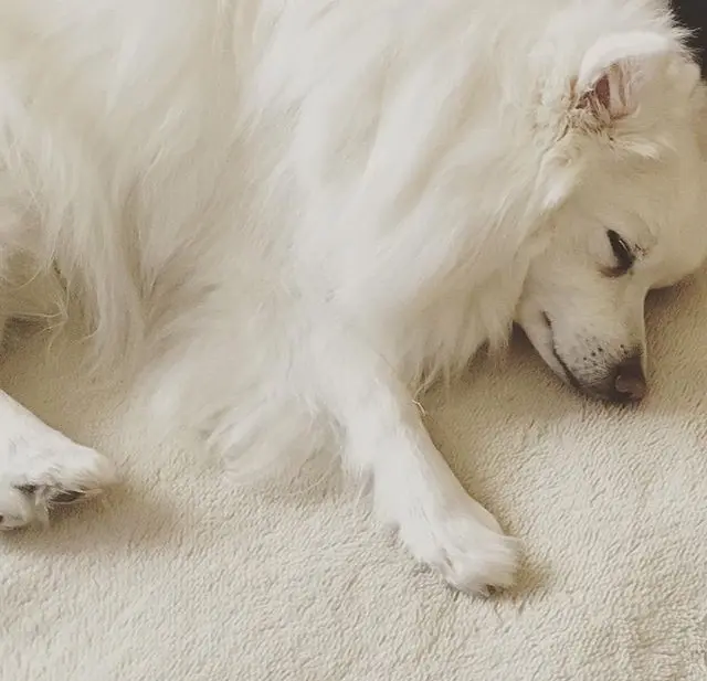 大好き！ペット②家族と会話ができる⁉ 純の画像_1