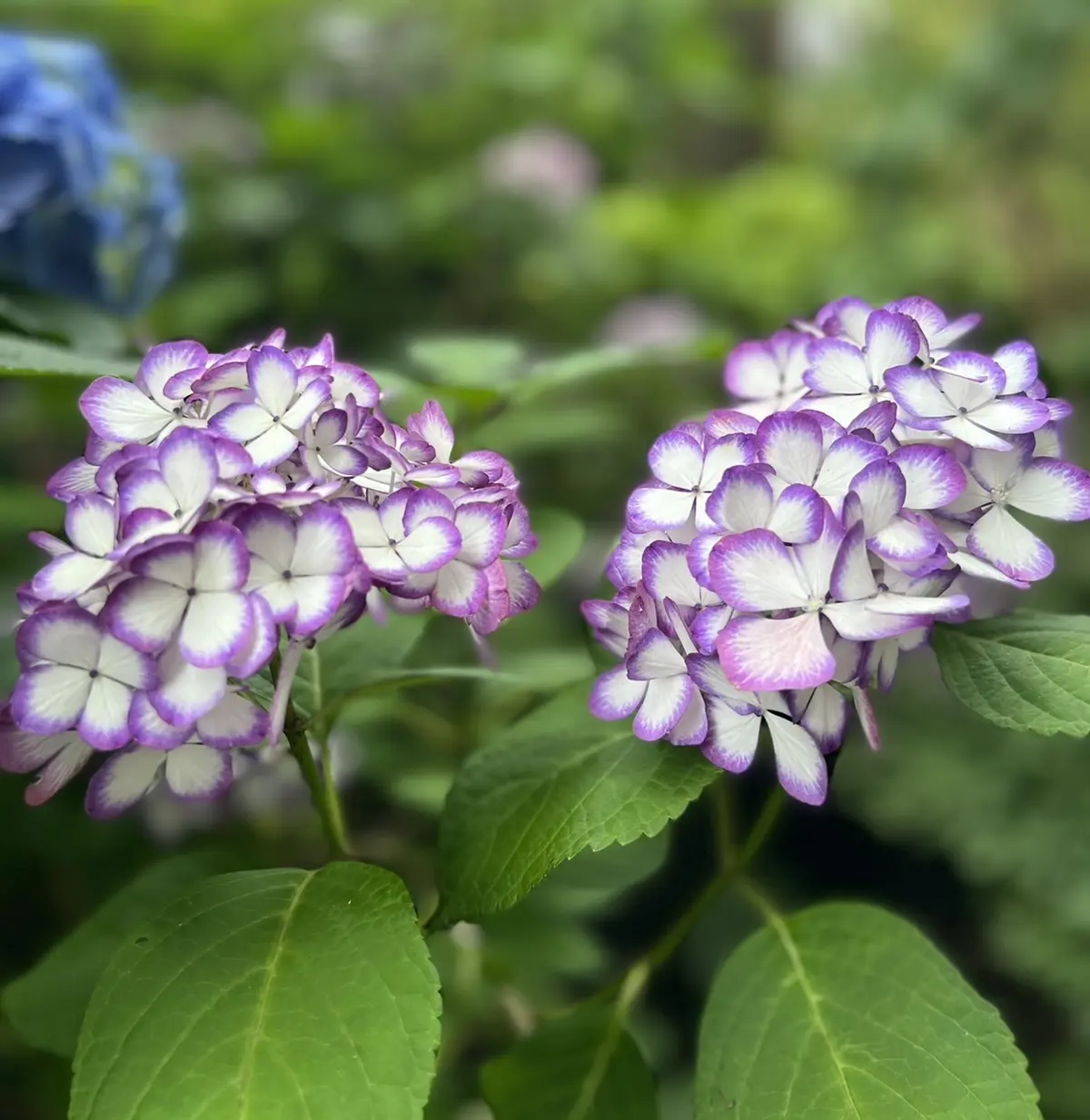 紫陽花☆お蕎麦☆6月の鎌倉さんぽの画像_19
