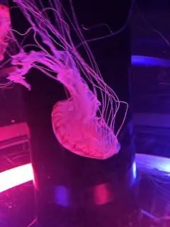 クラゲ
