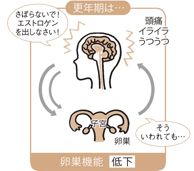 更年期　エストロゲン