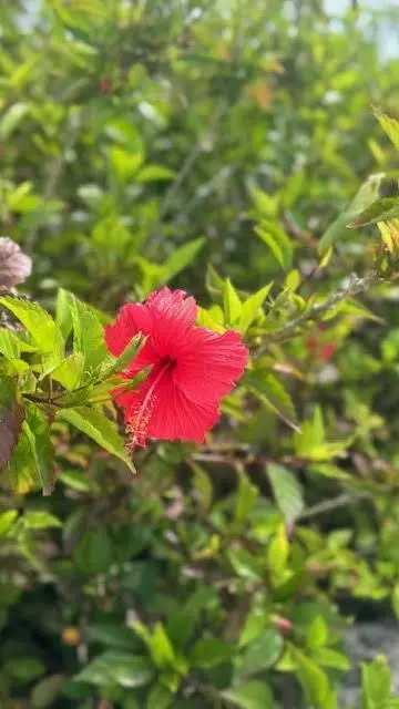 ハイビスカス