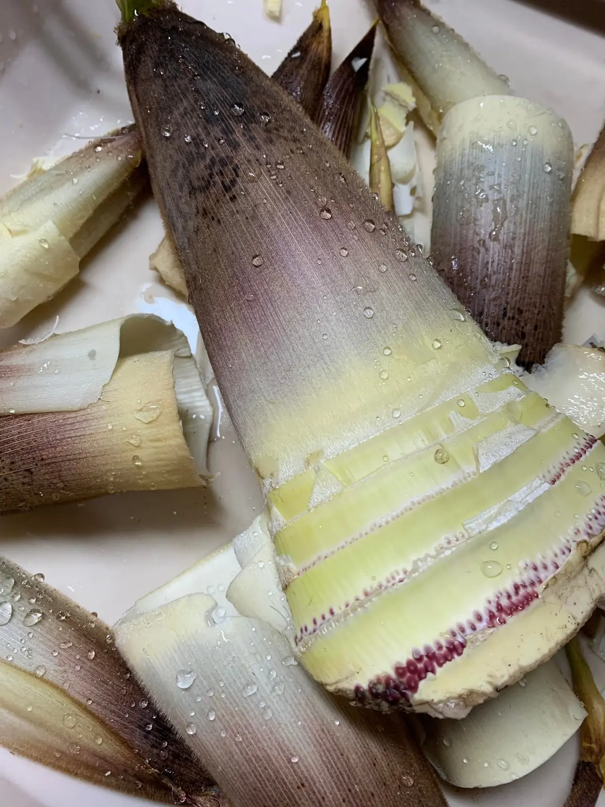 お庭でたけのこ堀してきました。新鮮なタケの画像_4