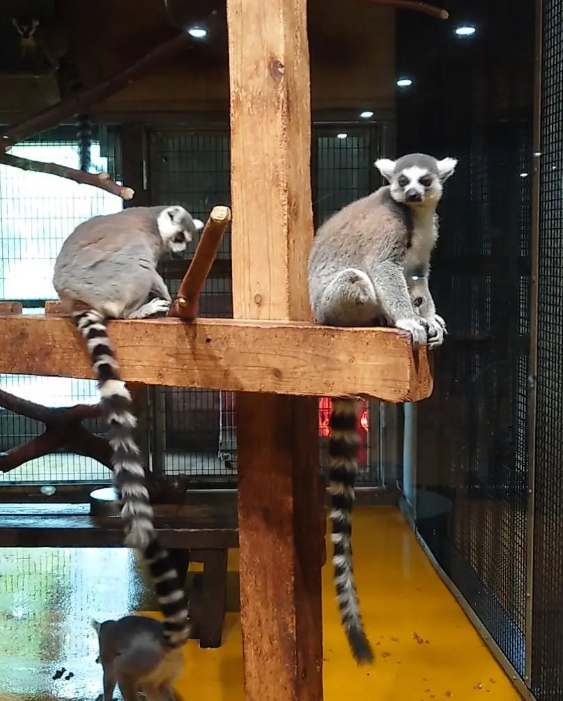 ワオキツネザル