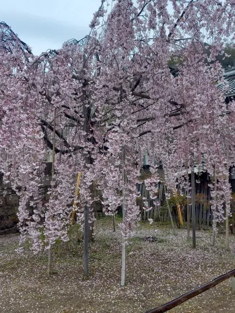 尾道
