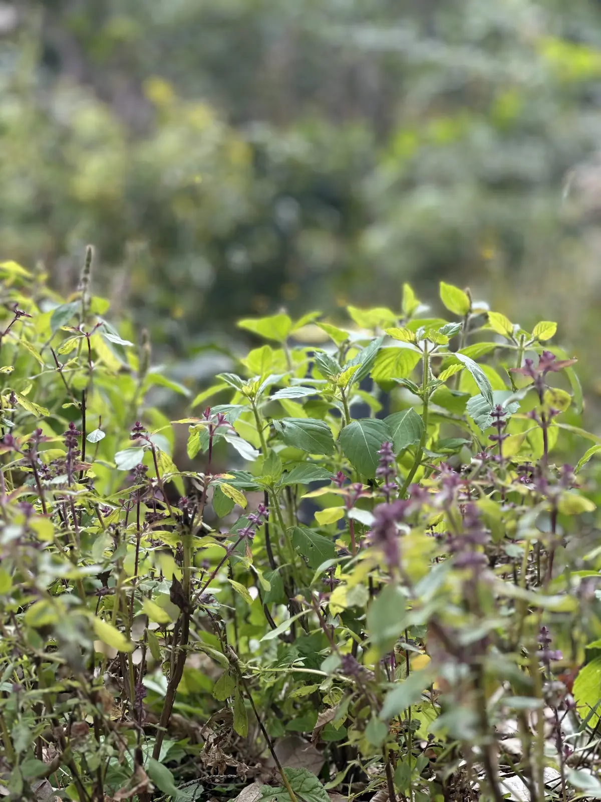 アーユルヴェーダリトリートin AWAJの画像_8