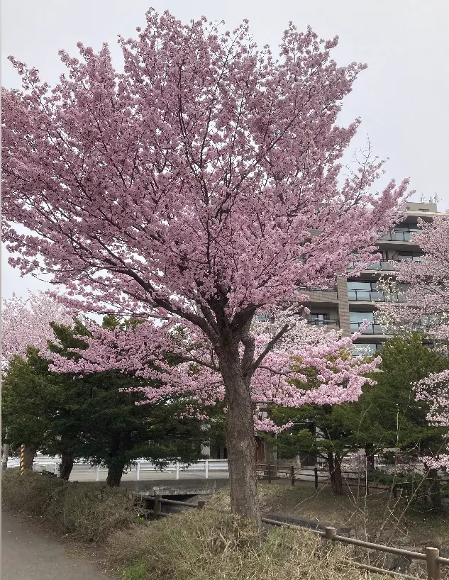 春の札幌滞在の画像_6
