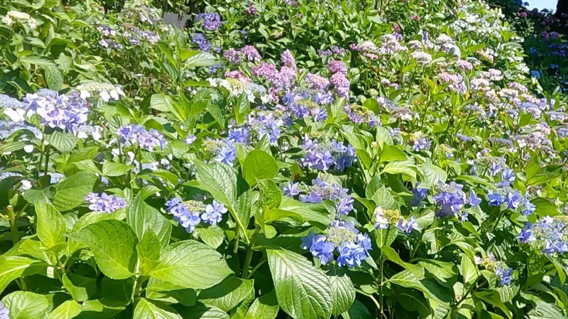 あじさい寺