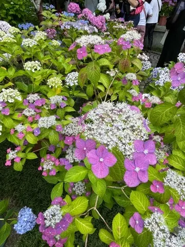 リアルタイムでお伝えする、鎌倉長谷寺あじの画像_7