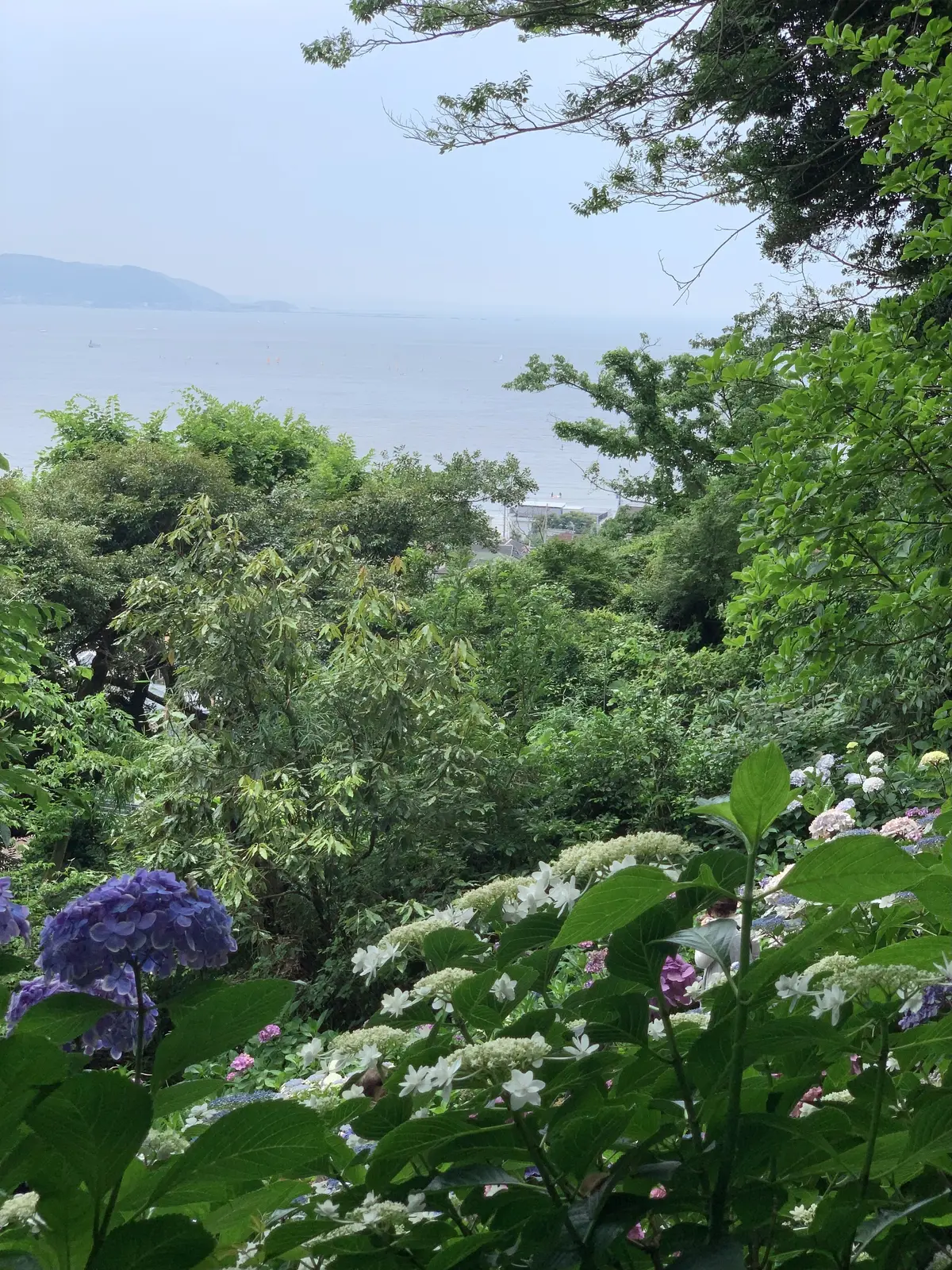 長谷寺　あじさい路　相模湾　由比ヶ浜海岸