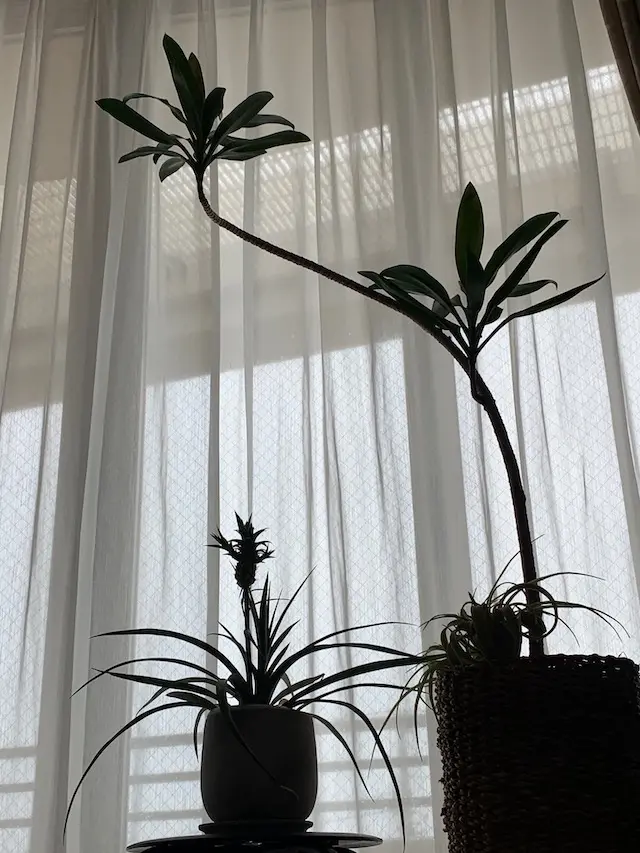 海を眺めながら、インドアグリーンを楽しむの画像_11