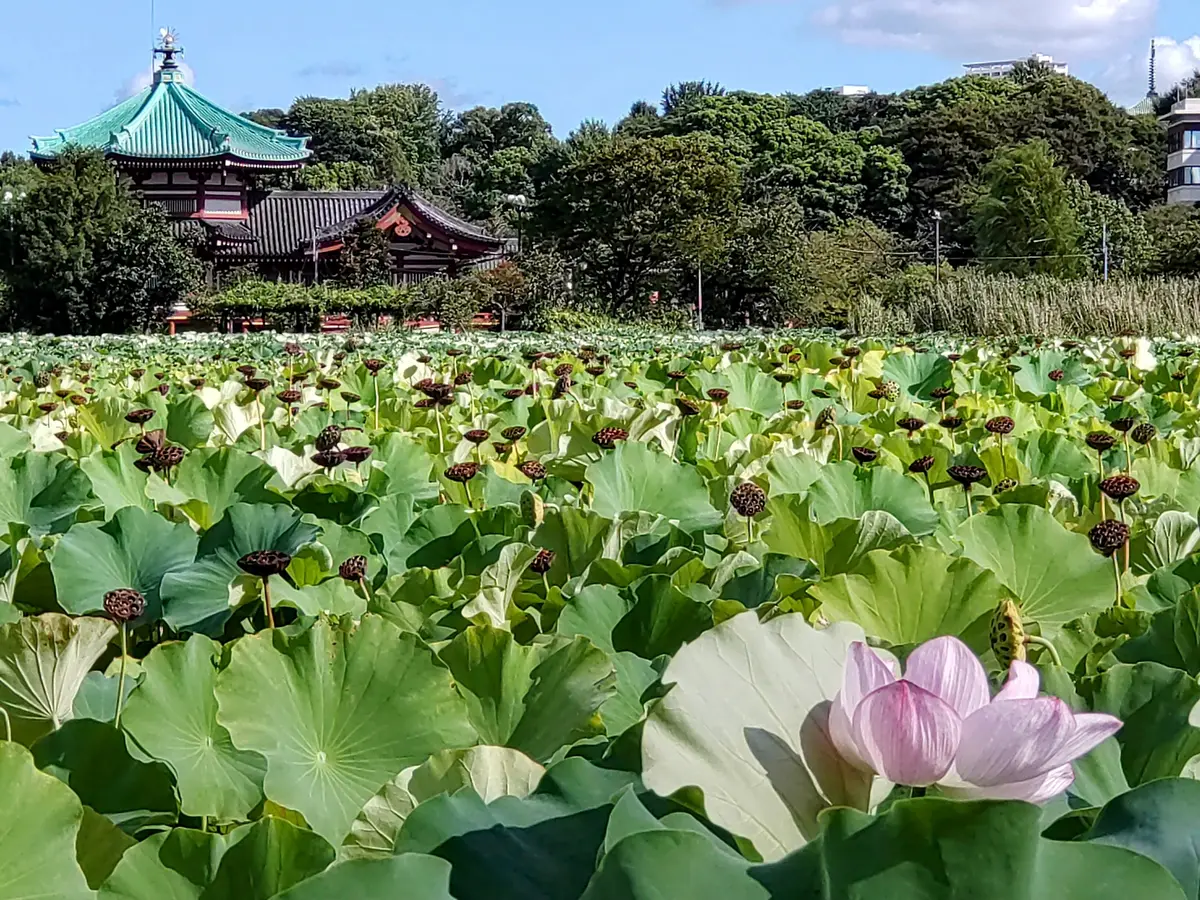 上野恩賜公園　蓮の花　不忍池　辯天堂