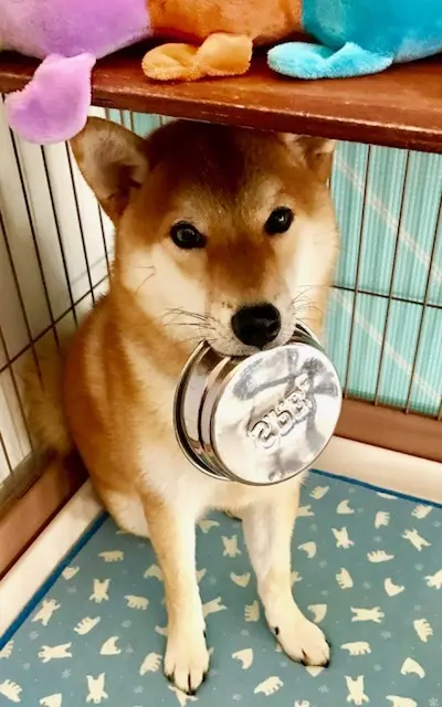 おかわりをねだる愛犬。