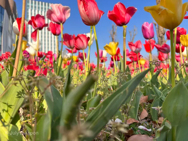 【さかぽんの冒険】チューリップとハンバーの画像_1
