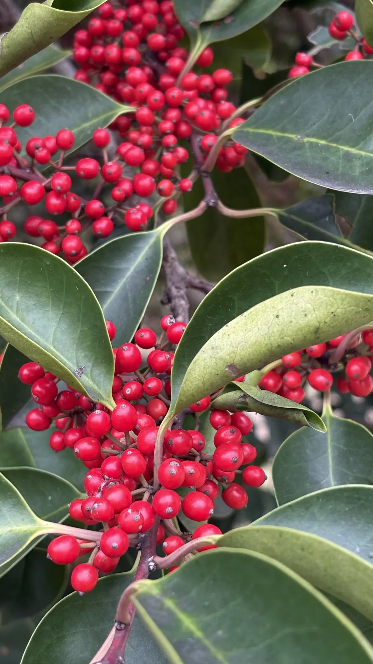 乾通り散策＊GUコーデの画像_5