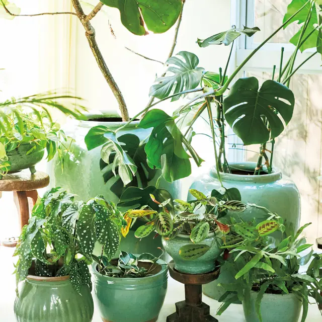 タイや中国のセラドン焼の器に植物を