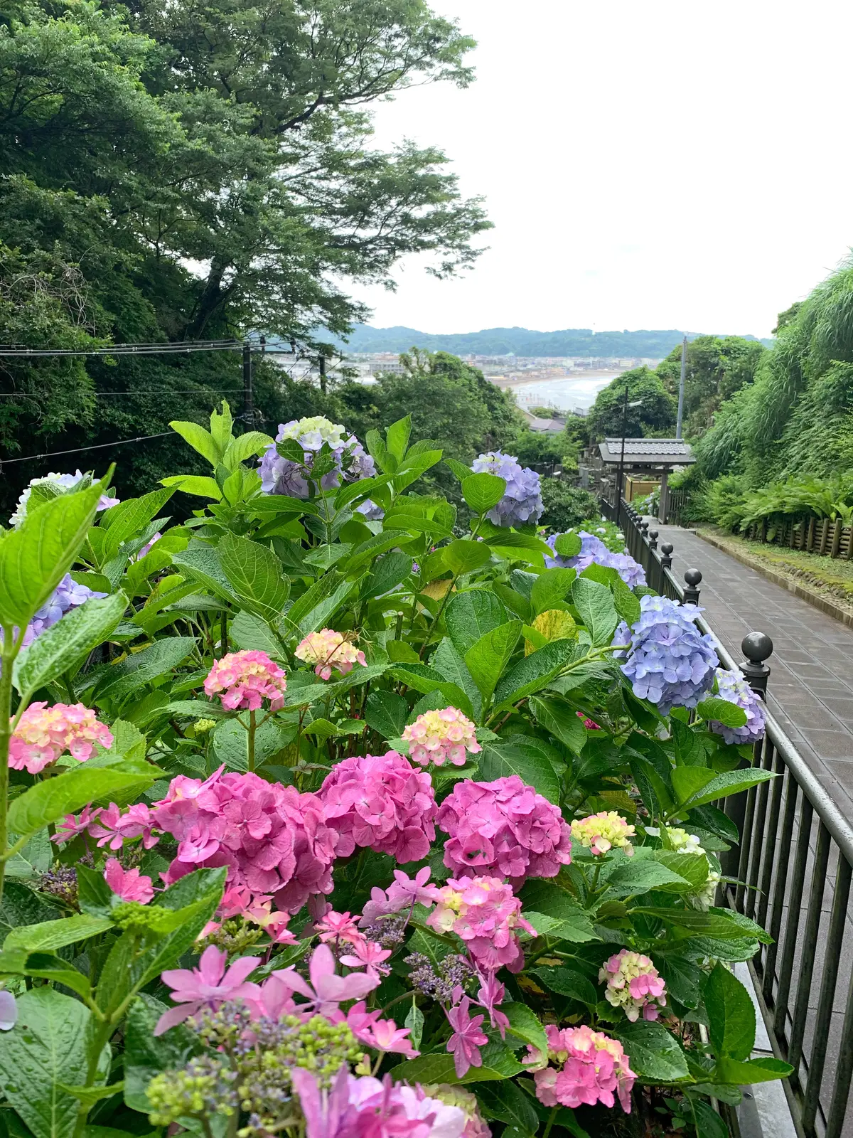 成就院　紫陽花　由比ヶ浜海岸
