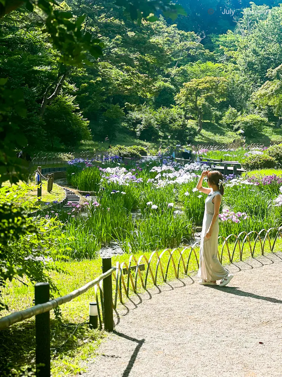 【明治神宮御苑】花菖蒲2025.6.7の画像_1