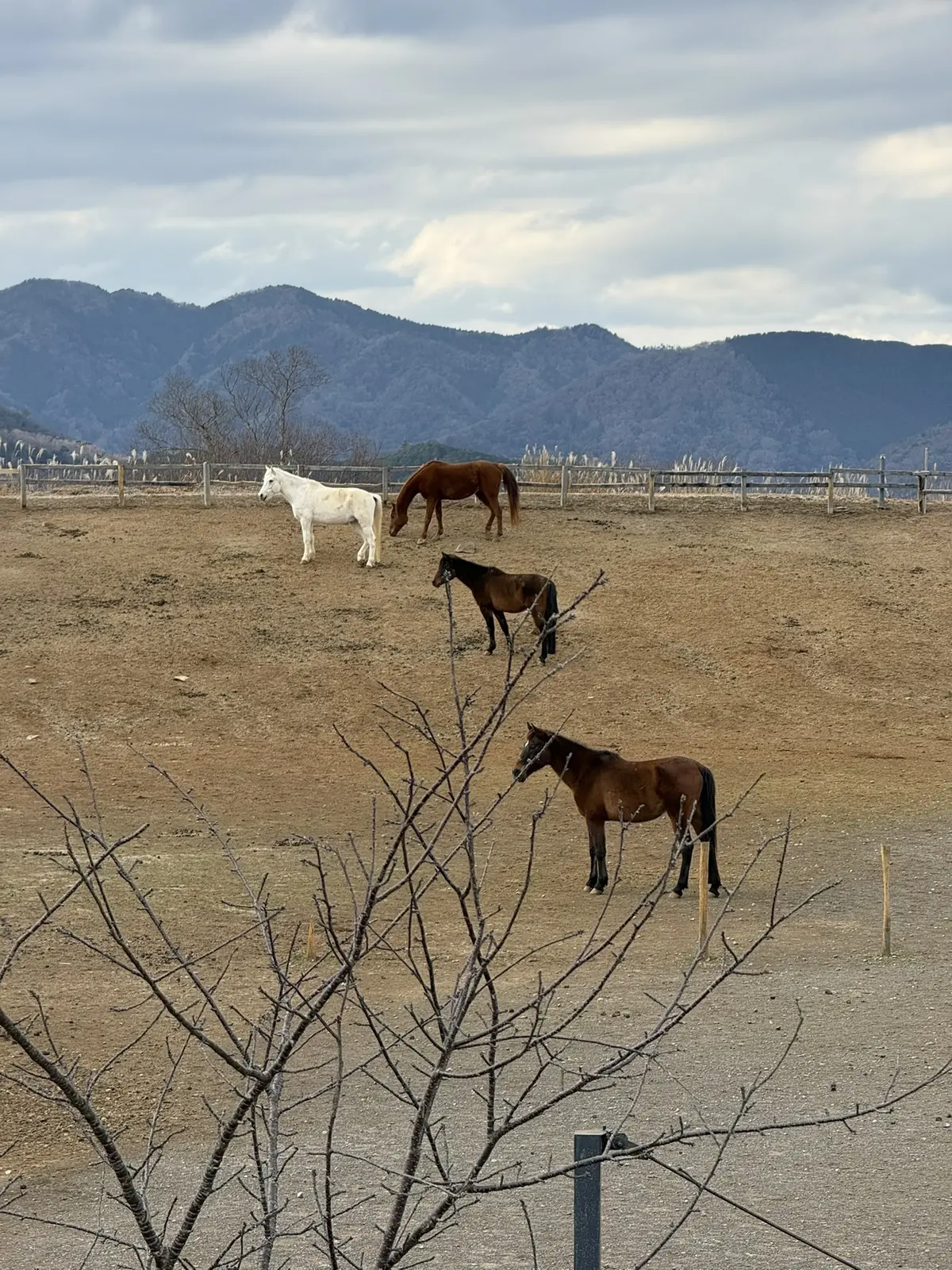 伊豆ホース・カントリー
