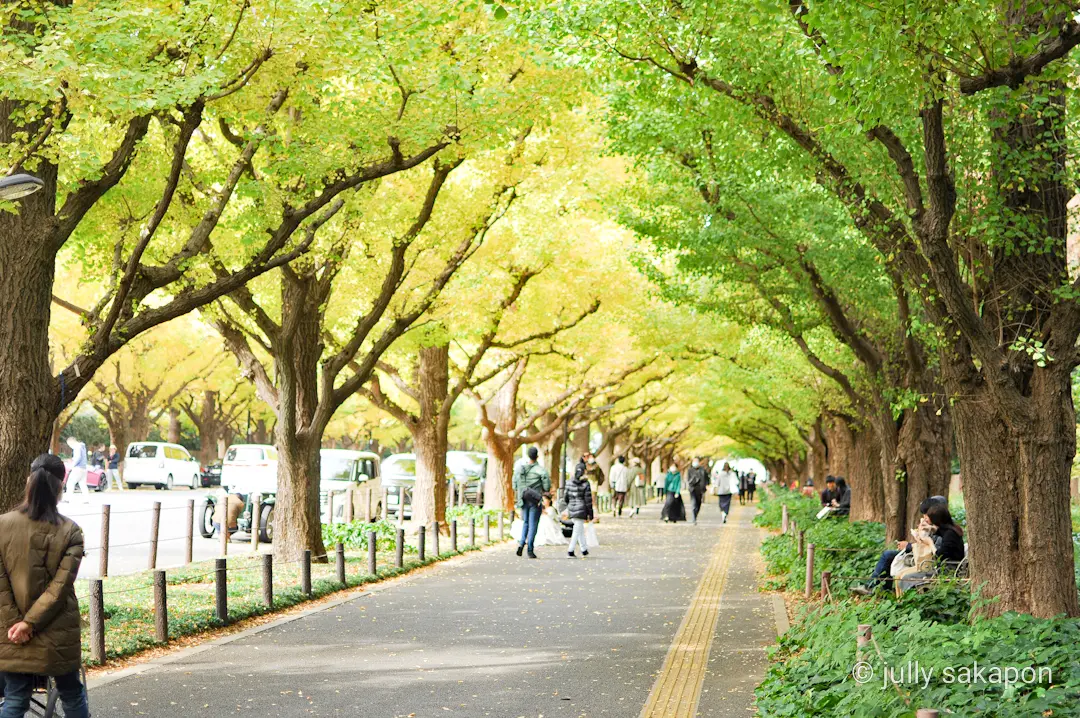 【さかぽんの冒険】絶景 いちょう並木@外の画像_6