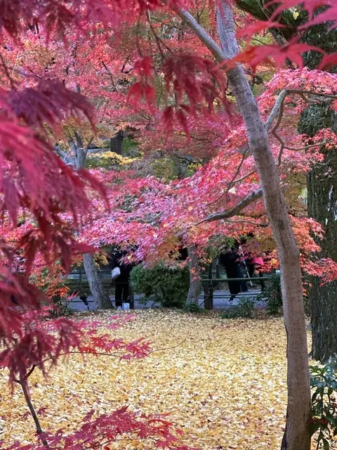 秋の京都巡り♡紅葉の永観堂（禅林寺）〜 の画像_24