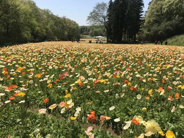 埼玉県森林公園「ポピー」