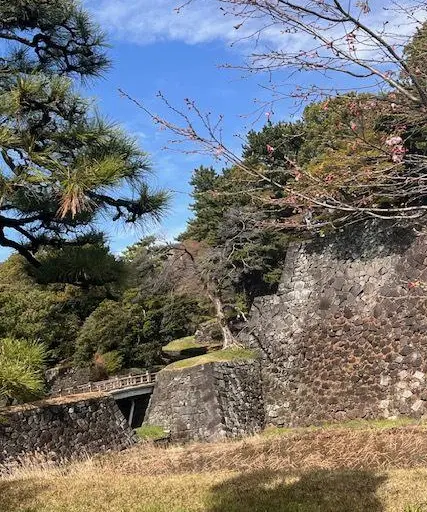 今年の桜の画像_4