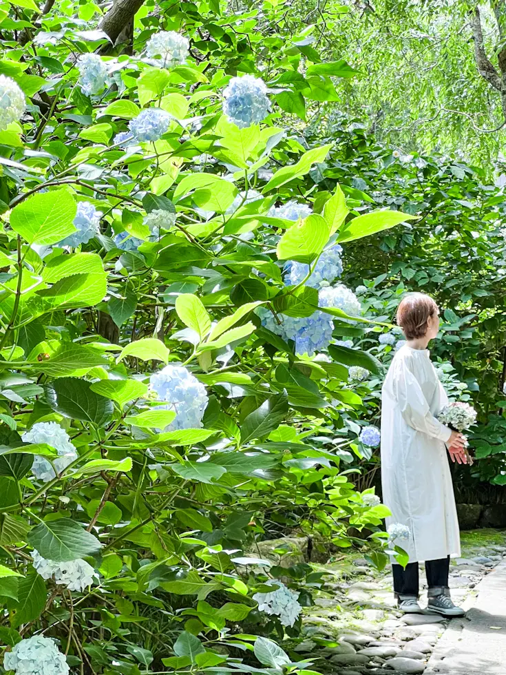 【鎌倉 明月院】キラッキラなあじさいが見の画像_5