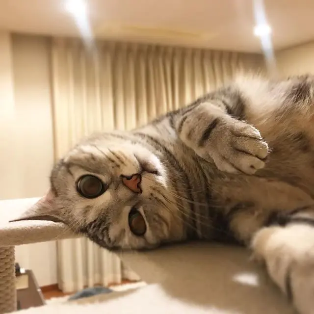 アランくんはあれに似てる脱力ポーズ⁉︎の画像_2