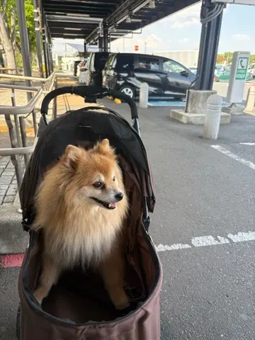 海老名SAを敢えて目的地に〜近場で過ごすの画像_4