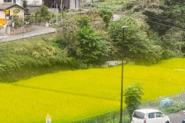 【さかぽんの冒険】苔むす秋の山と温泉プチの画像_2
