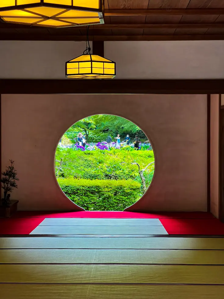 【鎌倉あじさい】明月院 &あじさいアフタの画像_5