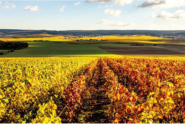 メゾンの自社畑はすべて「HVE3（環境価値重 視認定最高レベル）」と「VDC（シャンパーニュ 地方独自のサステナブル認定）」を取得