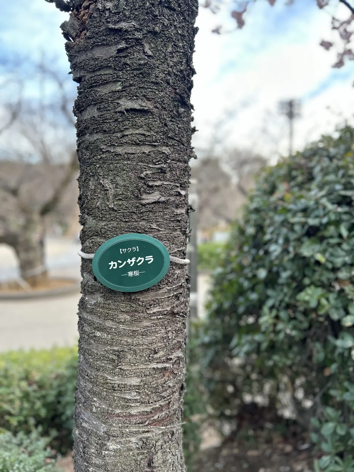 ひと足お先に上野公園でお花見散歩の画像_6