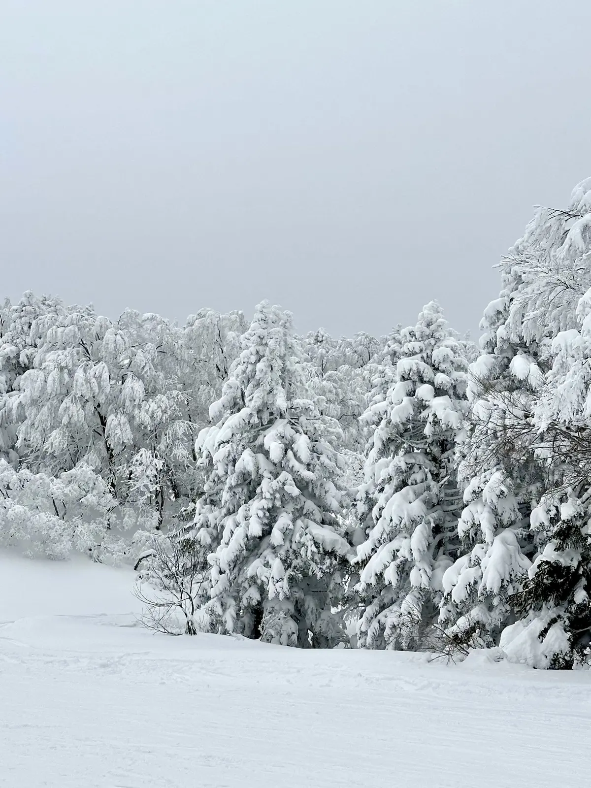 樹氷と美肌の湯を楽しむ♡山形県蔵王への旅の画像_29