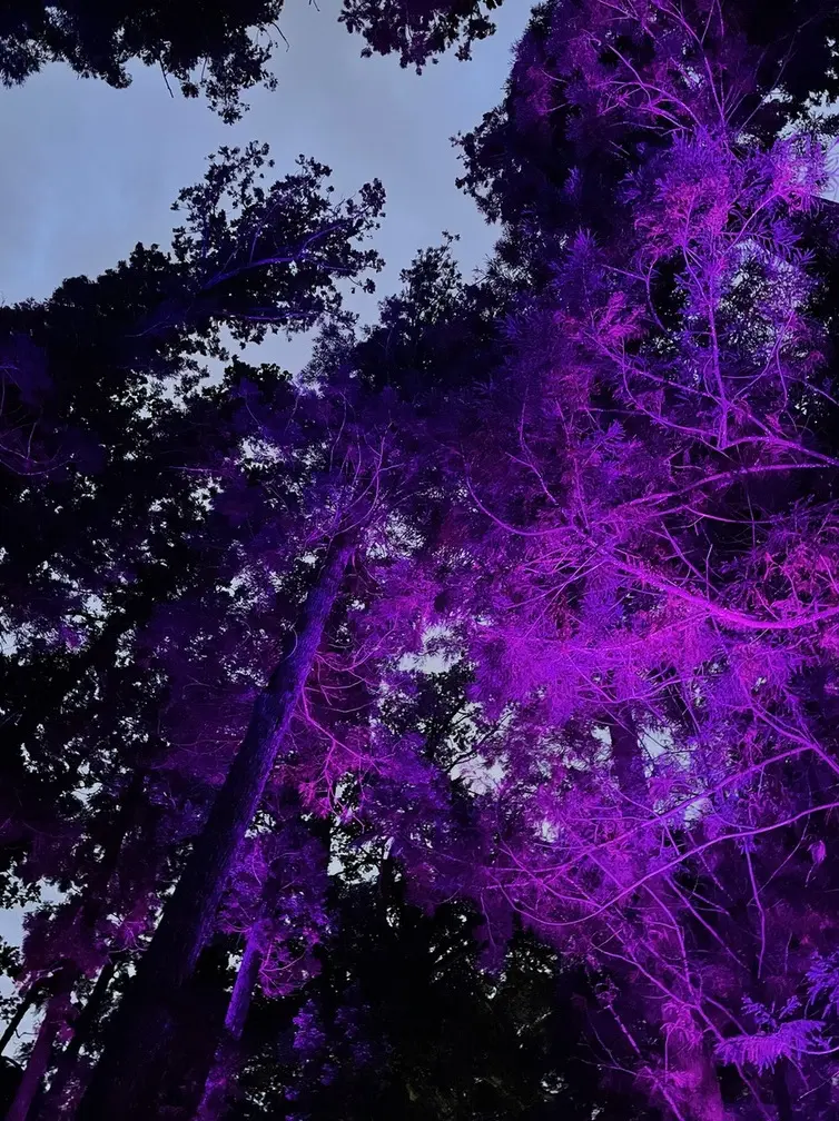 開放感いっぱいの自然空間でデジタルアートの画像_2