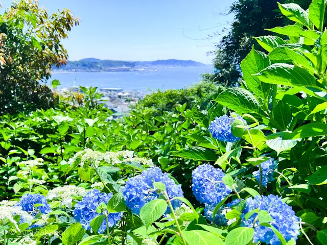 【さかぽんの冒険】海とアジサイの旅❤️@の画像_10