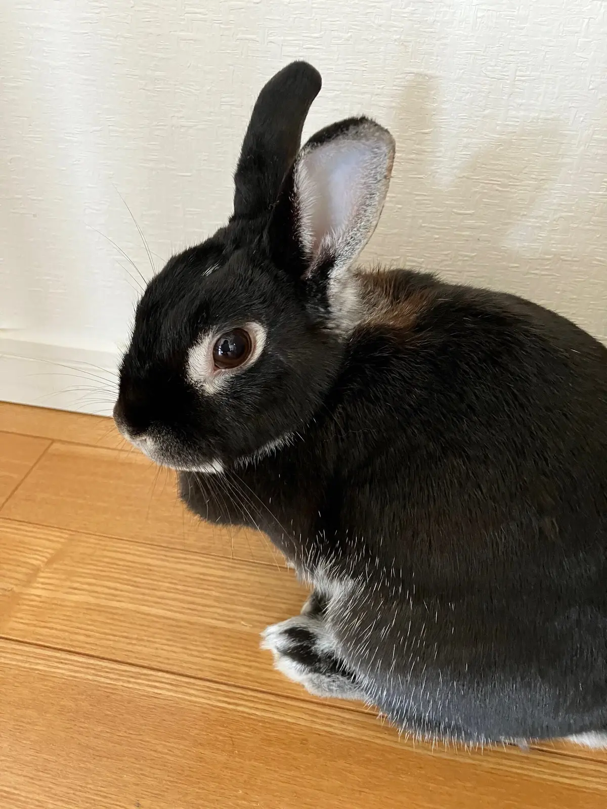 うさぎ　ネザーランドドワーフ　ブラックシルバーマーチン　おうち時間　ラビットラン　ラビットラン代官山　jマダム ペット　アニマルセラピー　ウサギマスター検定