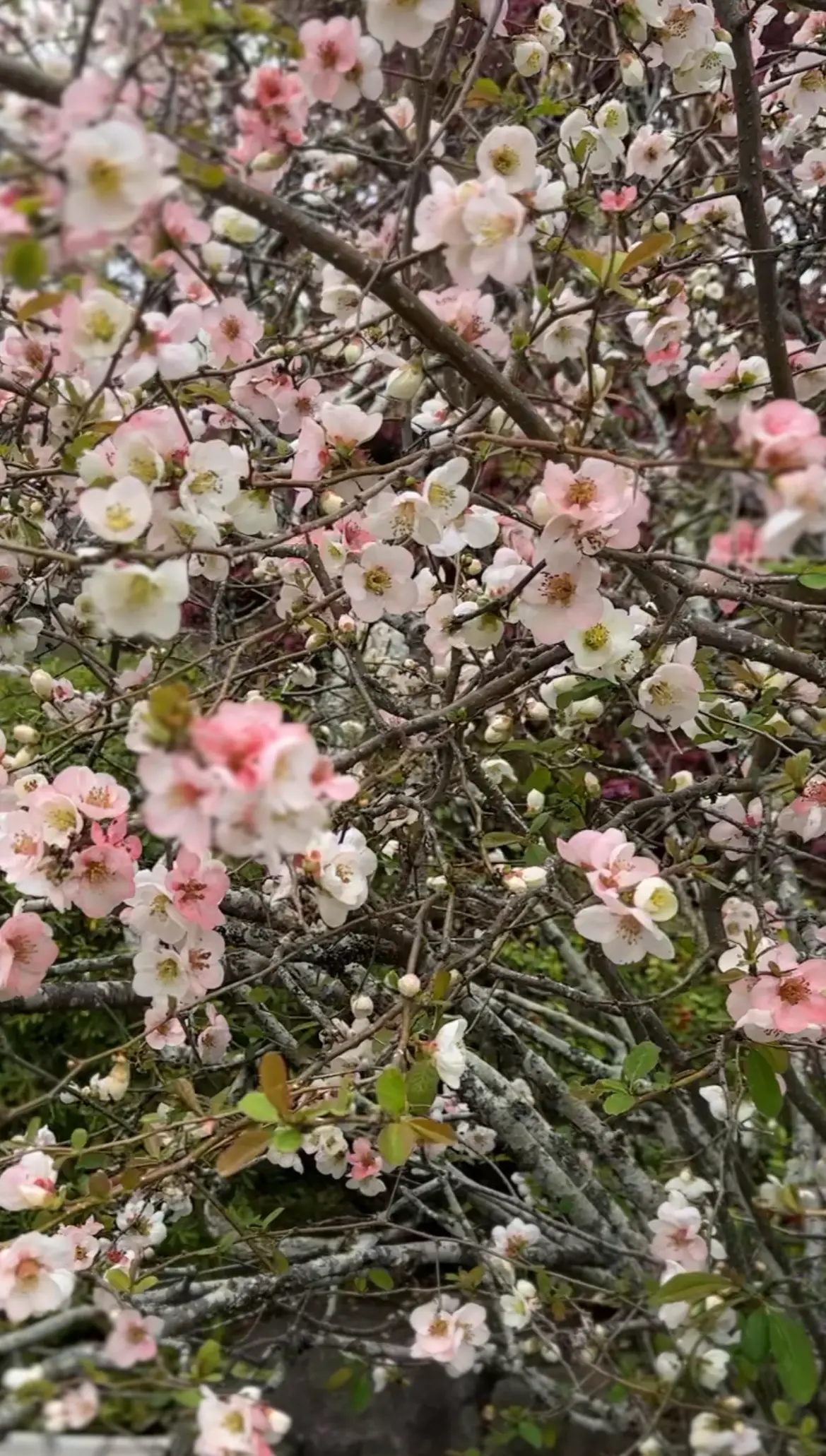 【鎌倉さんぽ】お寺巡りとMOKICHI の画像_8