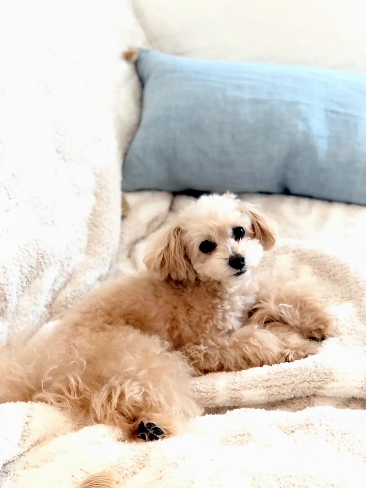 インテリア小物のお買い物の画像_3