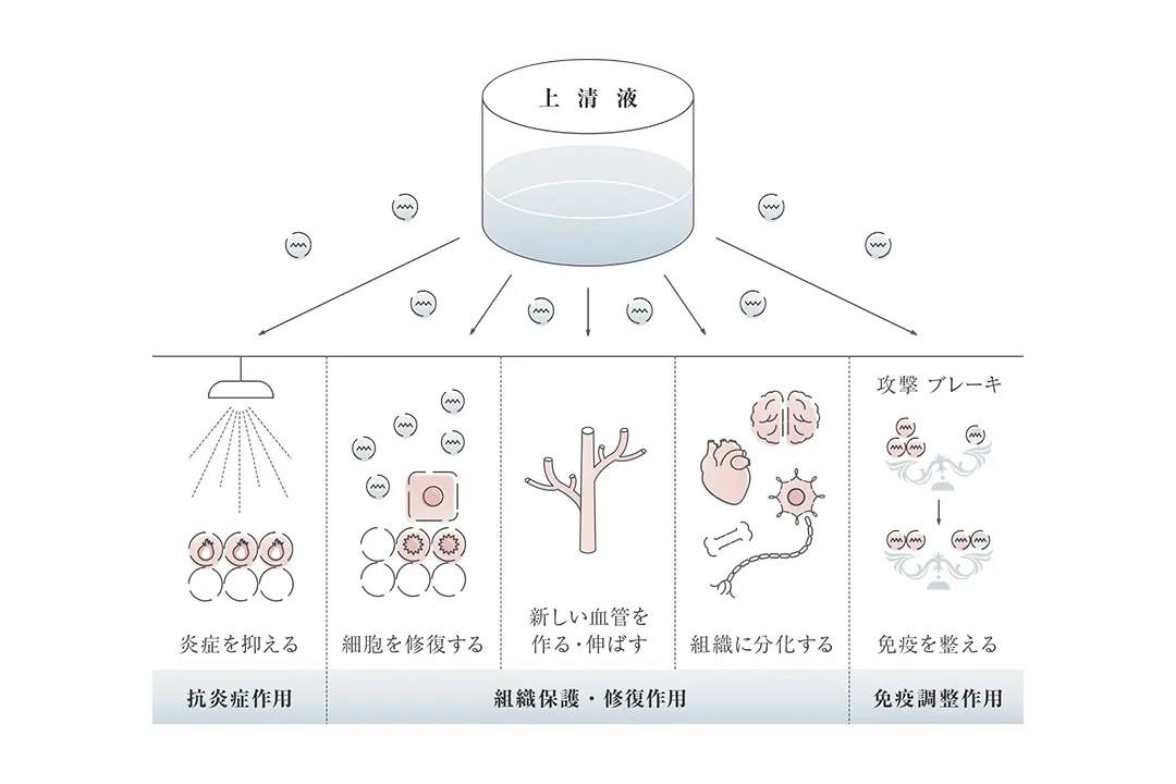 幹細胞コスメの公開についての図