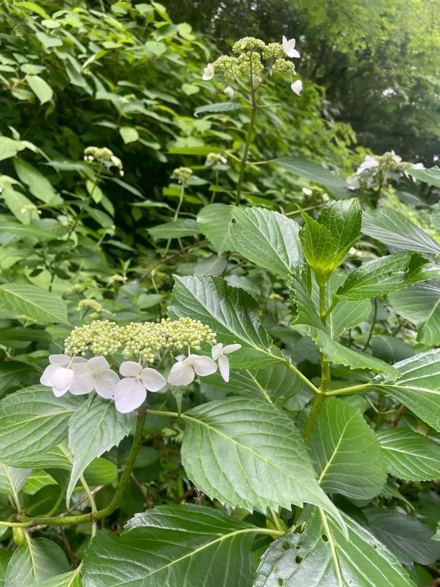 山アジサイ　浄智寺